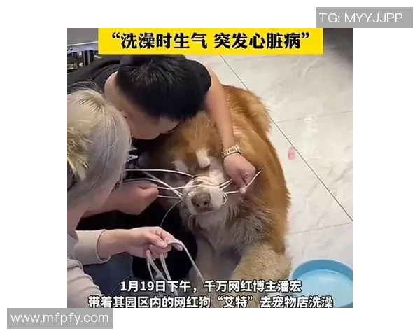 球星爱犬走红社交媒体粉丝数激增成为新晋网红